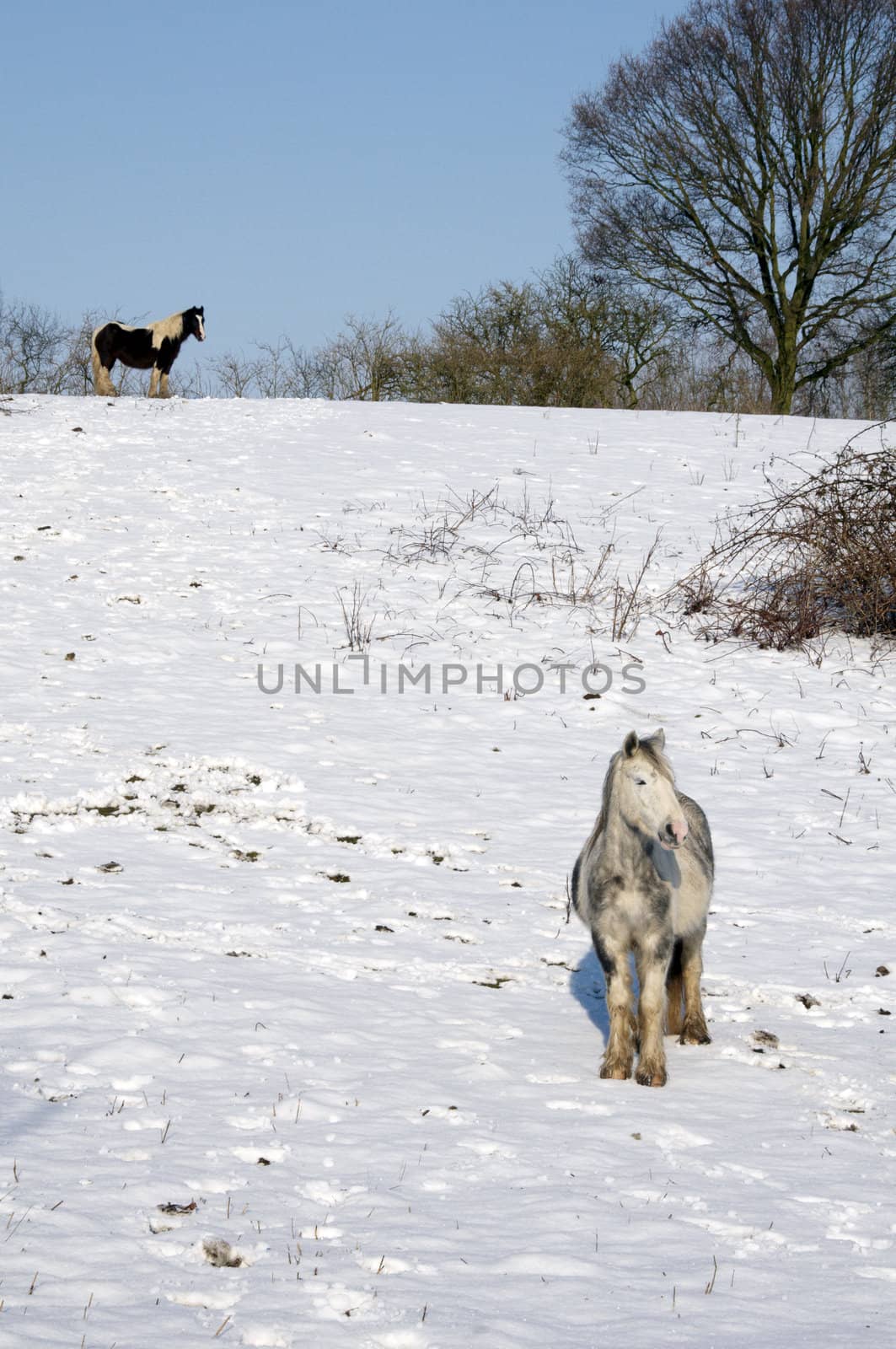 A horse in a field of snow