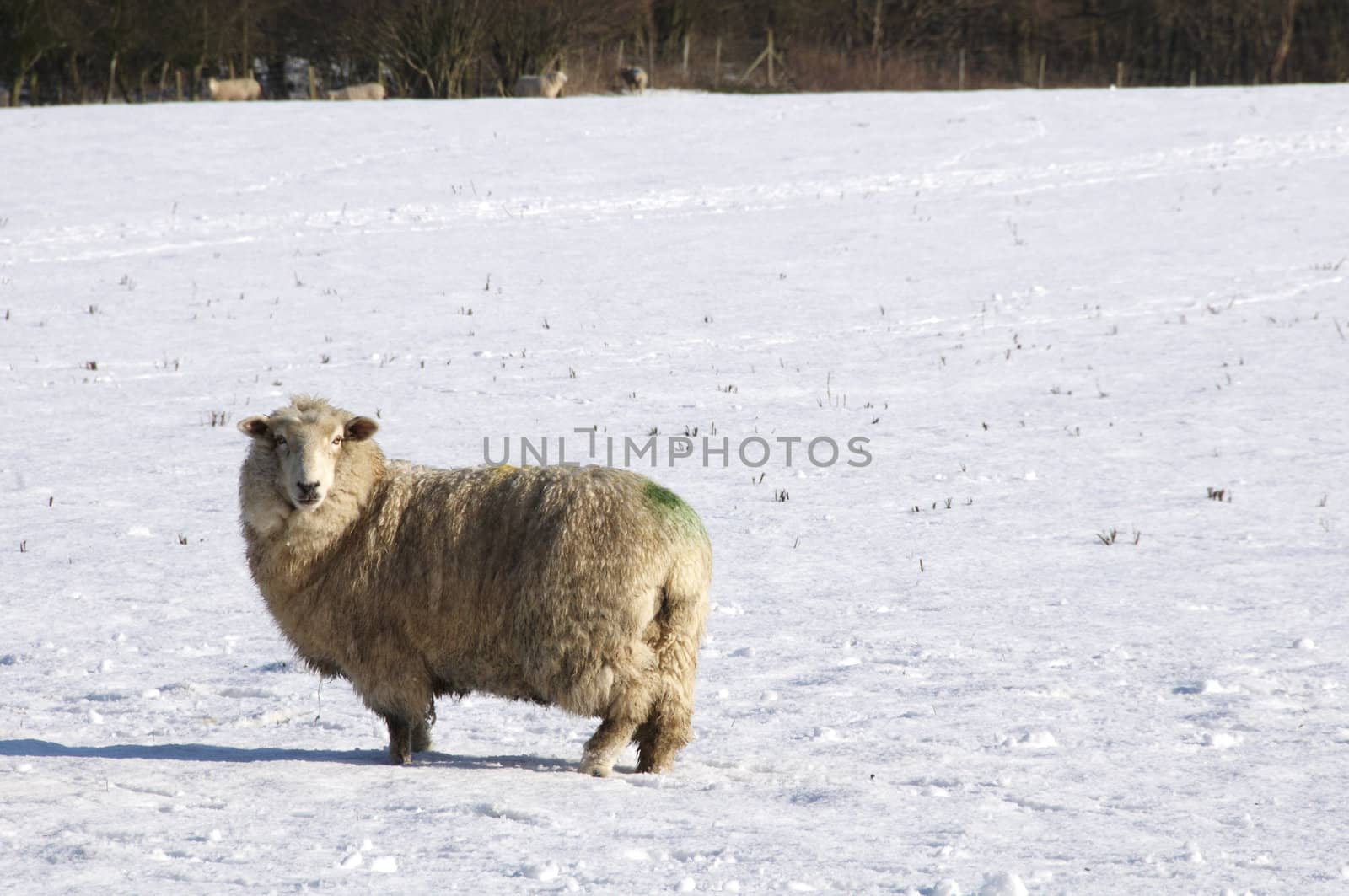 A sheep in field of snow in winter