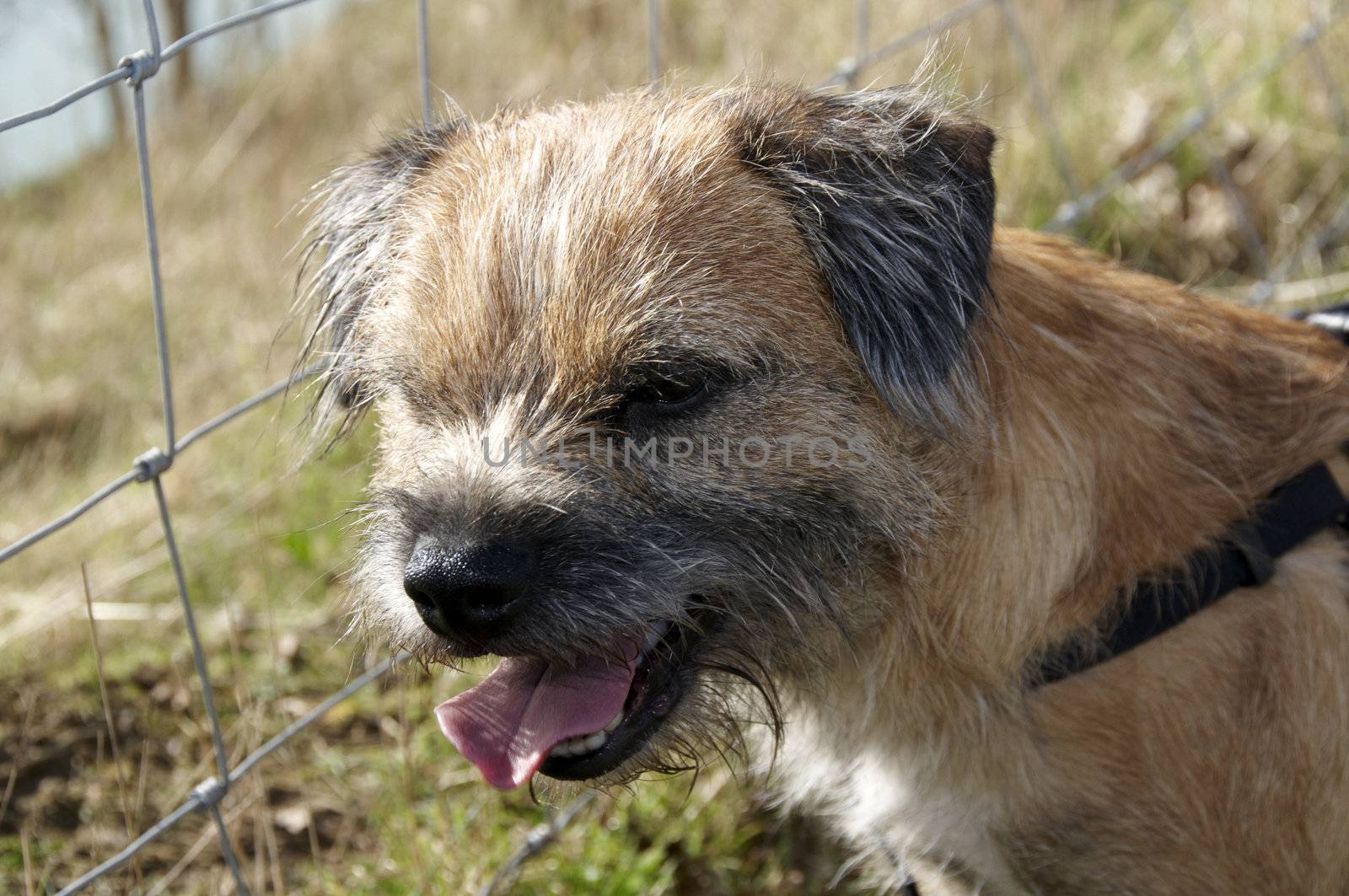 Portrait of a Border terrier in a field