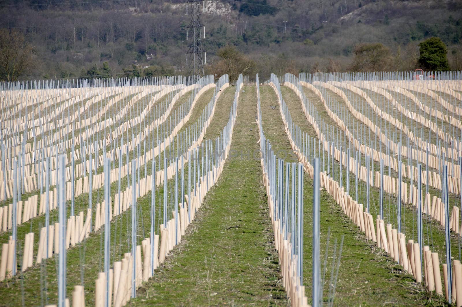 Rows of newly planted grape vines in Kent