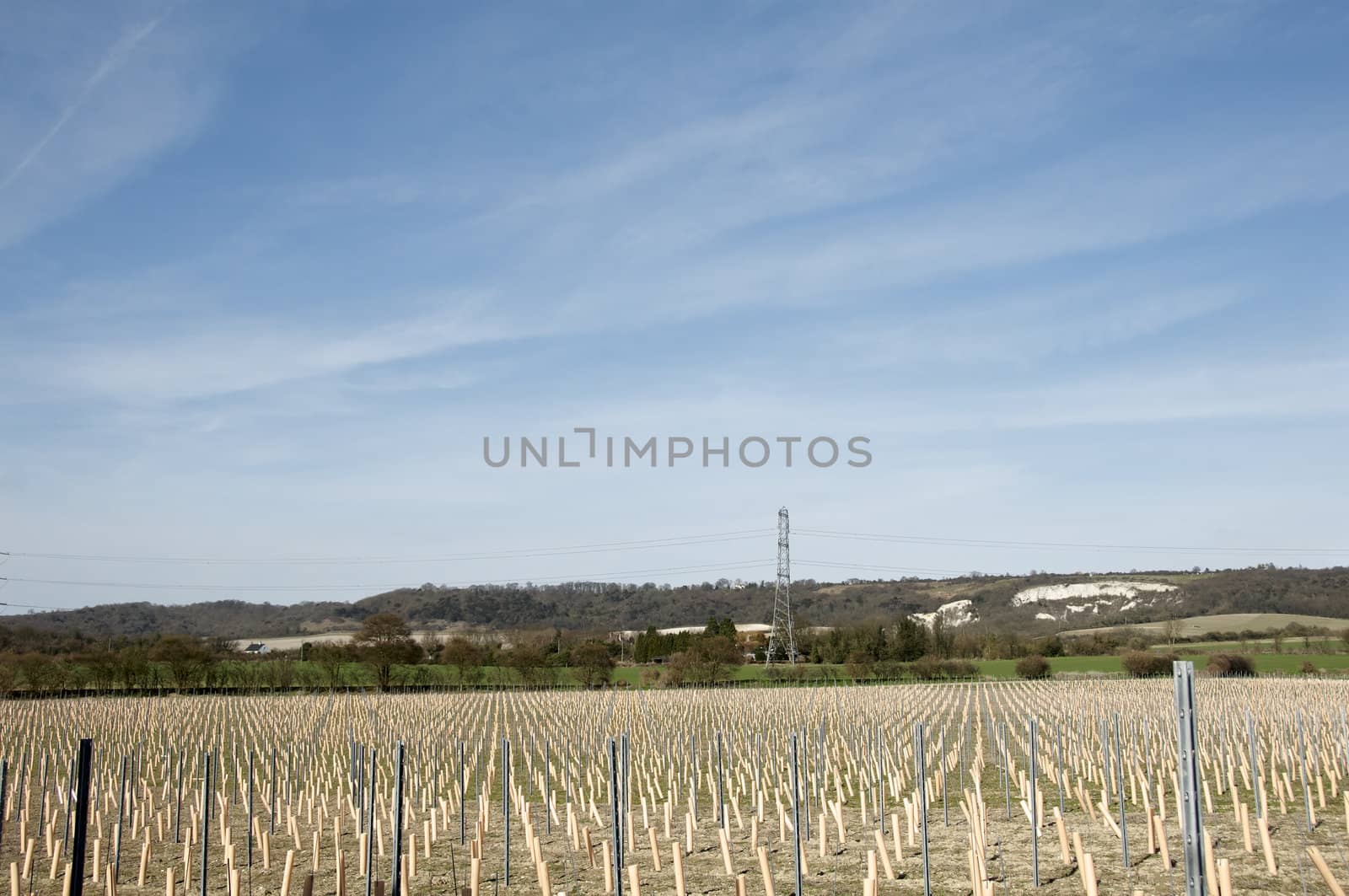 Rows of newly planted grape vines in Kent