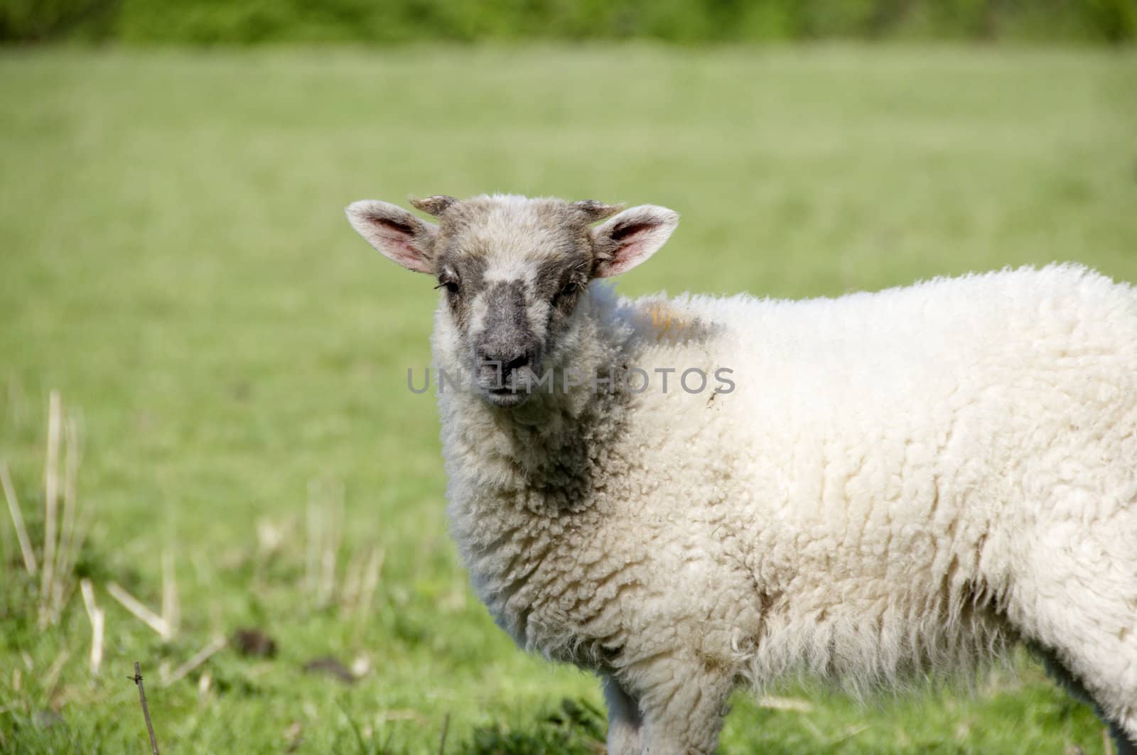 A lamb in a field in the sunshine
