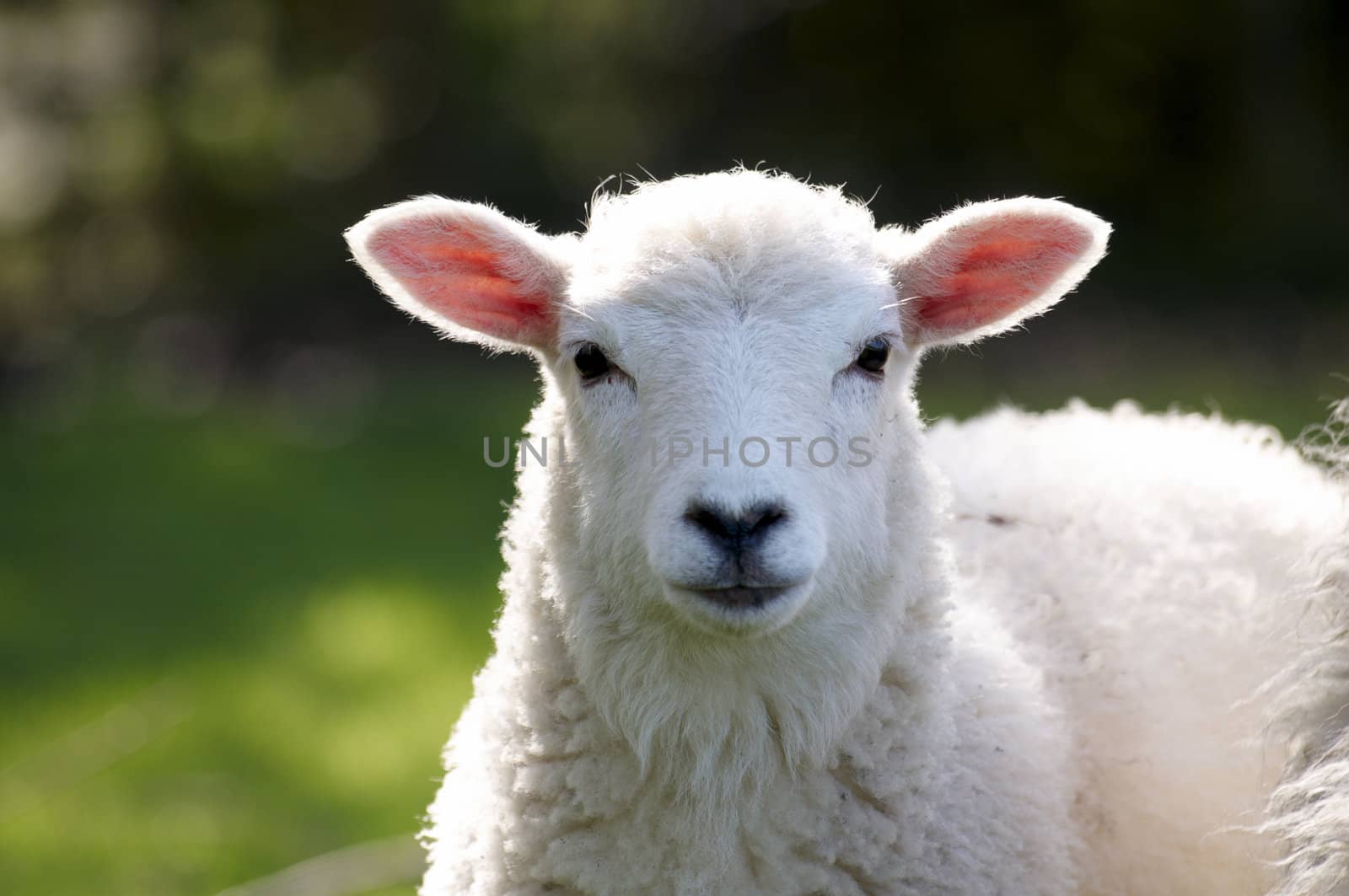 A lamb in a field in the sunshine