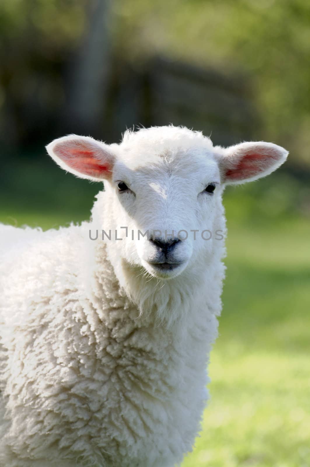 A lamb in a field in the sunshine