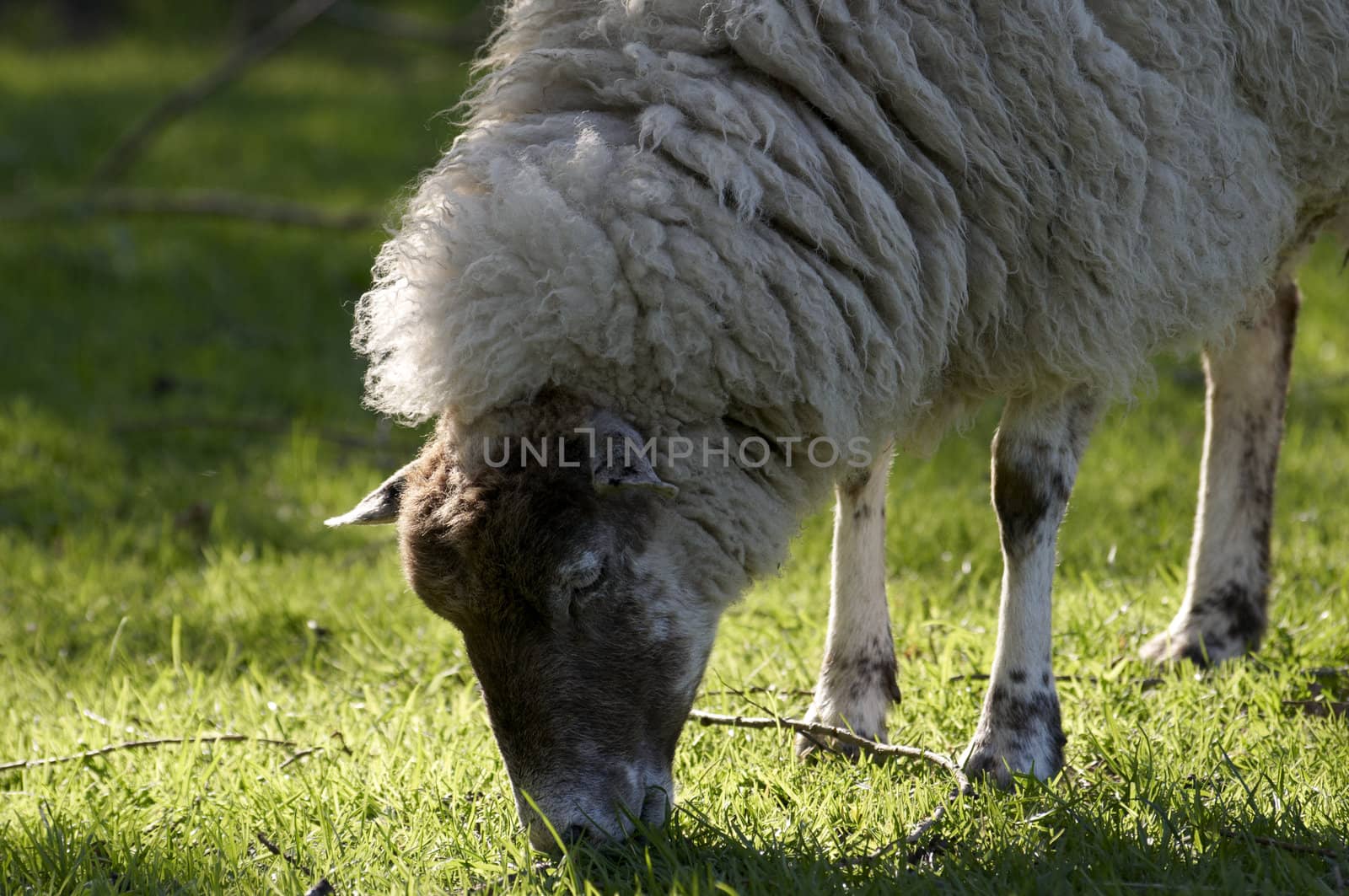 A sheep in a field in the sunshine