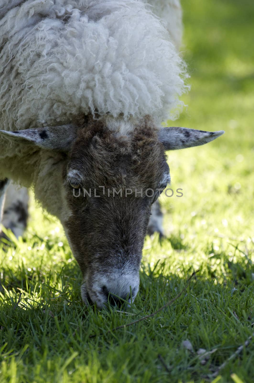 A sheep in a field in the sunshine