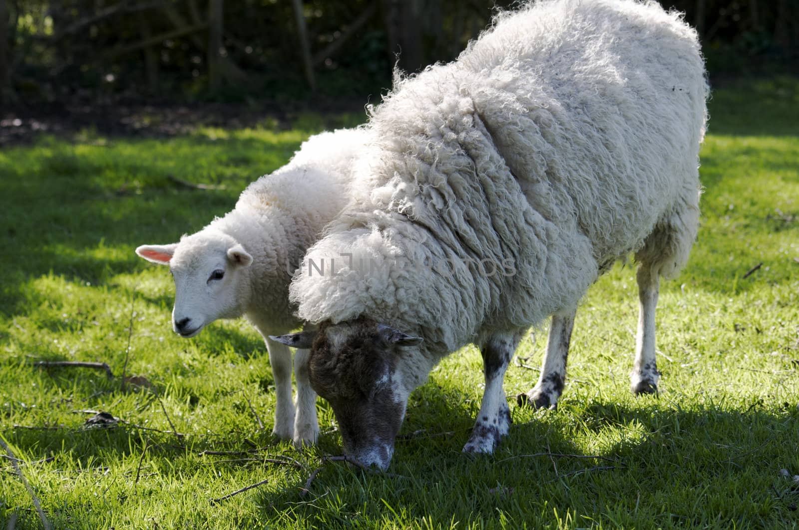 A sheep in a field in the sunshine