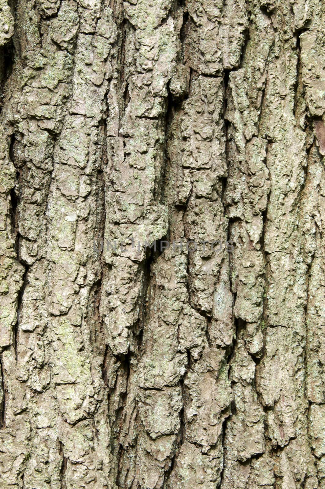 Detail of tree bark ,good for backgrounds