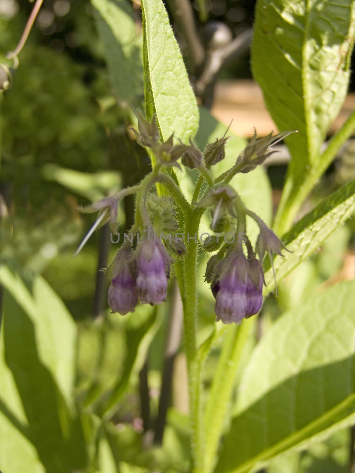 Close-up of a blooming comfrey plant - outdoor shot