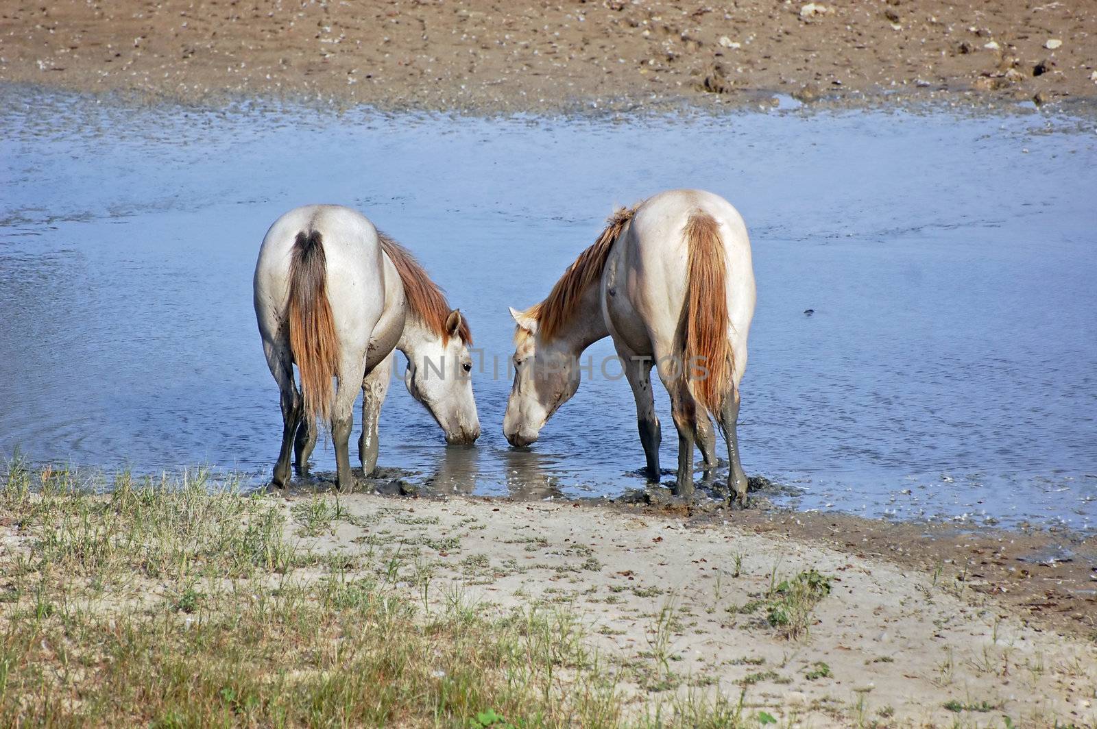 Camargue horses drinking water of a small river