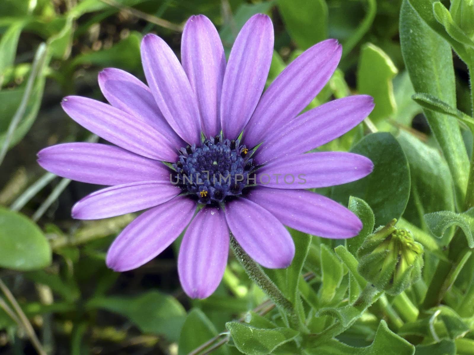 A macro photo of a purple flower