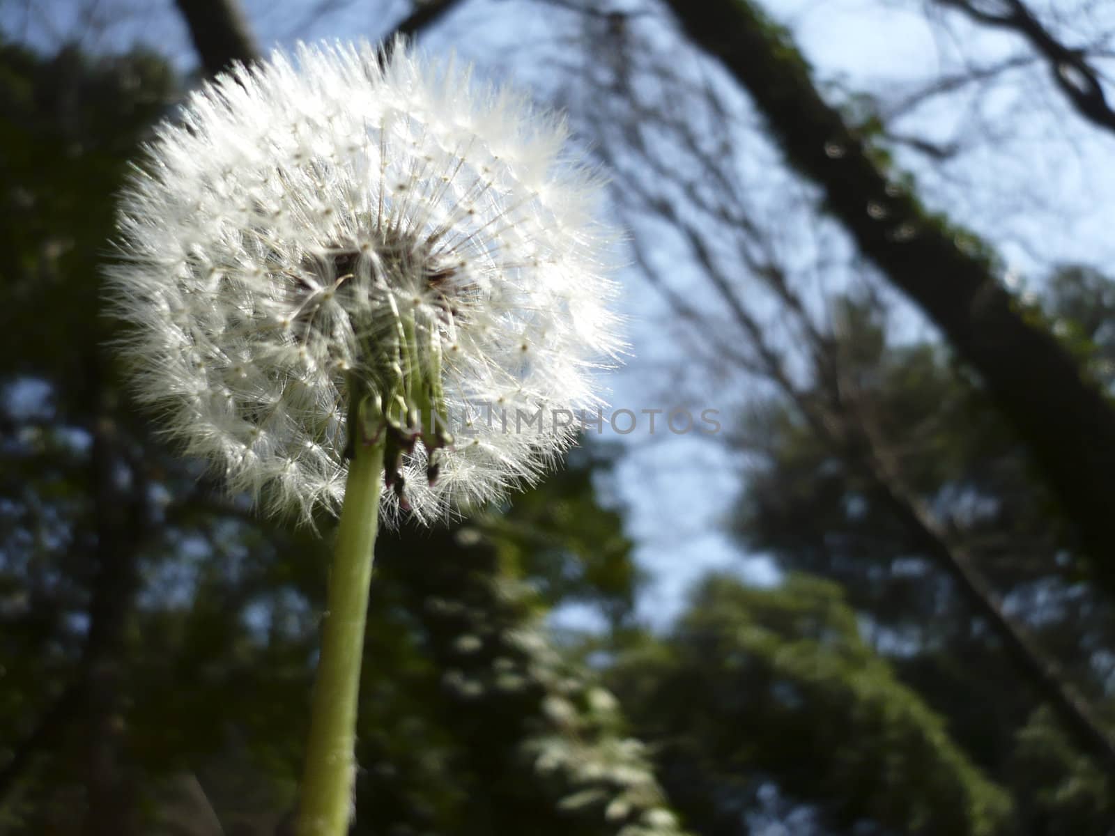 Blowing dandelion on blue background