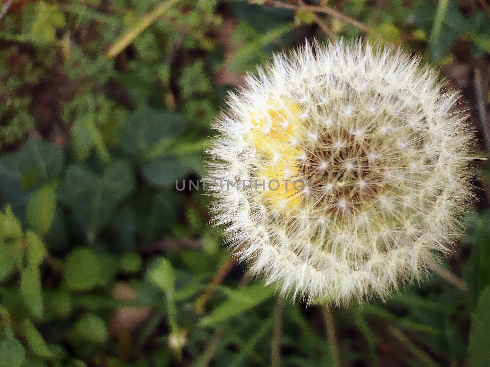 Blowing dandelion on green background