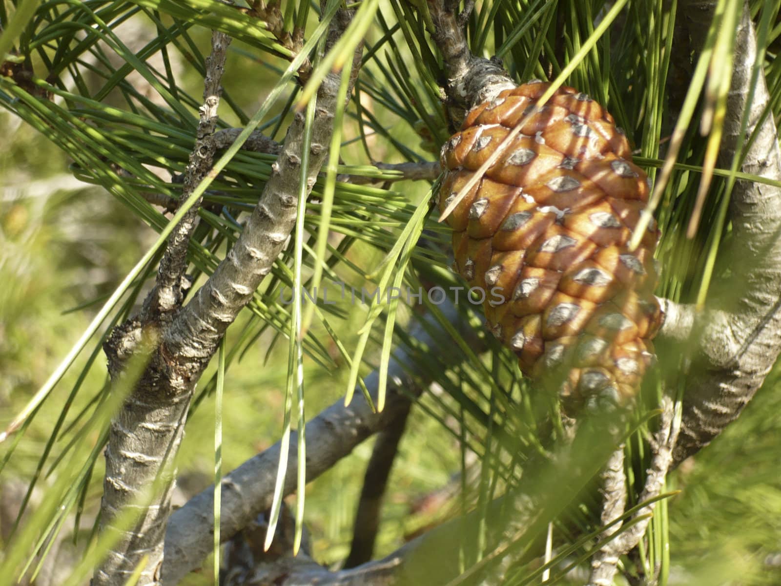 Pine cone by Gezo