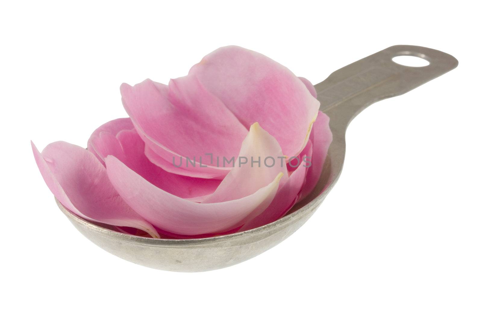 pink rose petals on measuring aluminum tablespoon, isolated on white, clipping path