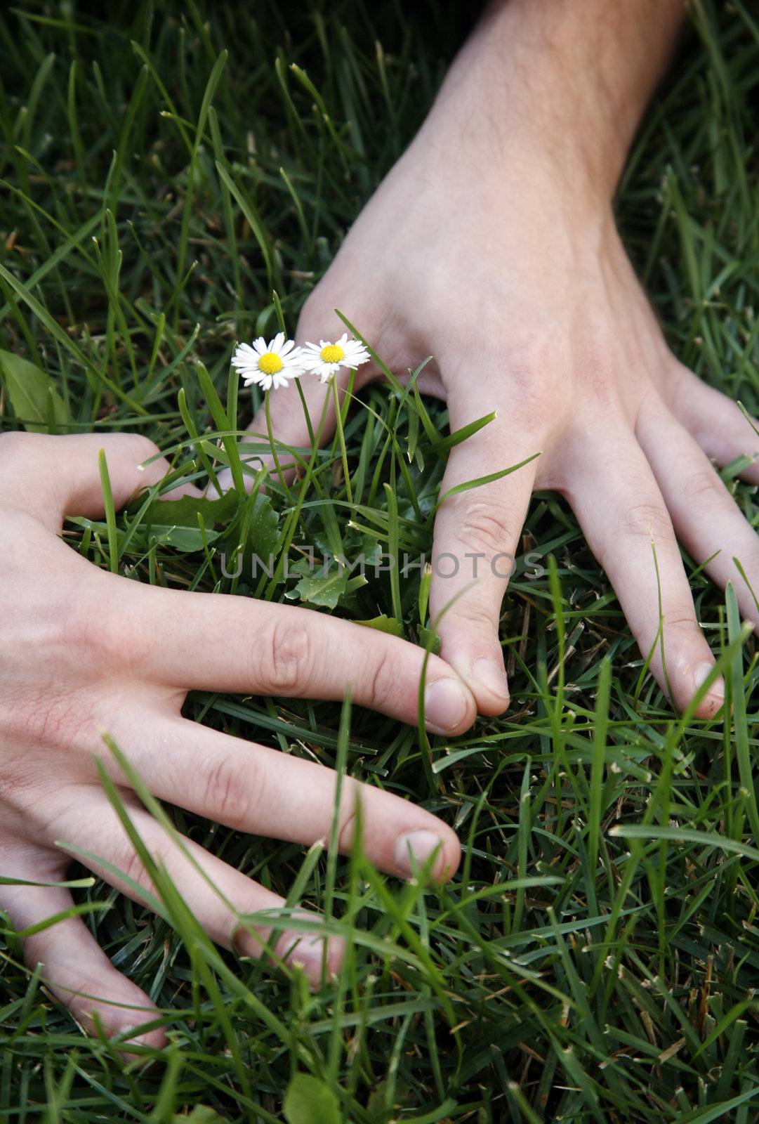 Hands of the man as heart, in the middle two small daisies