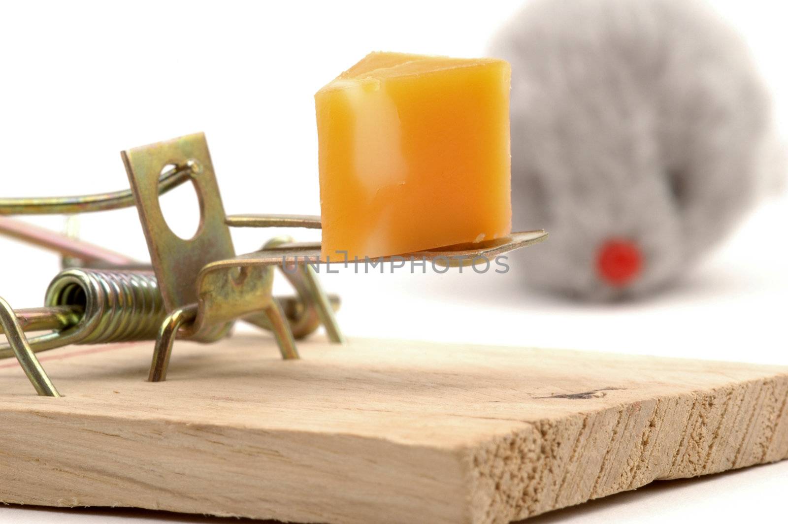Close-up of cheese bait on a mousetrap with mouse in background.