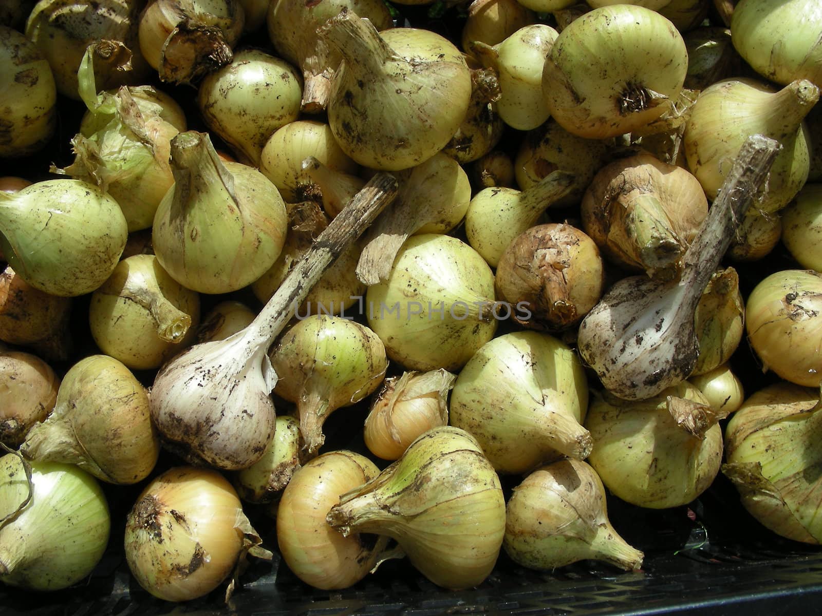 Onion&Garlic by Knickerbocker