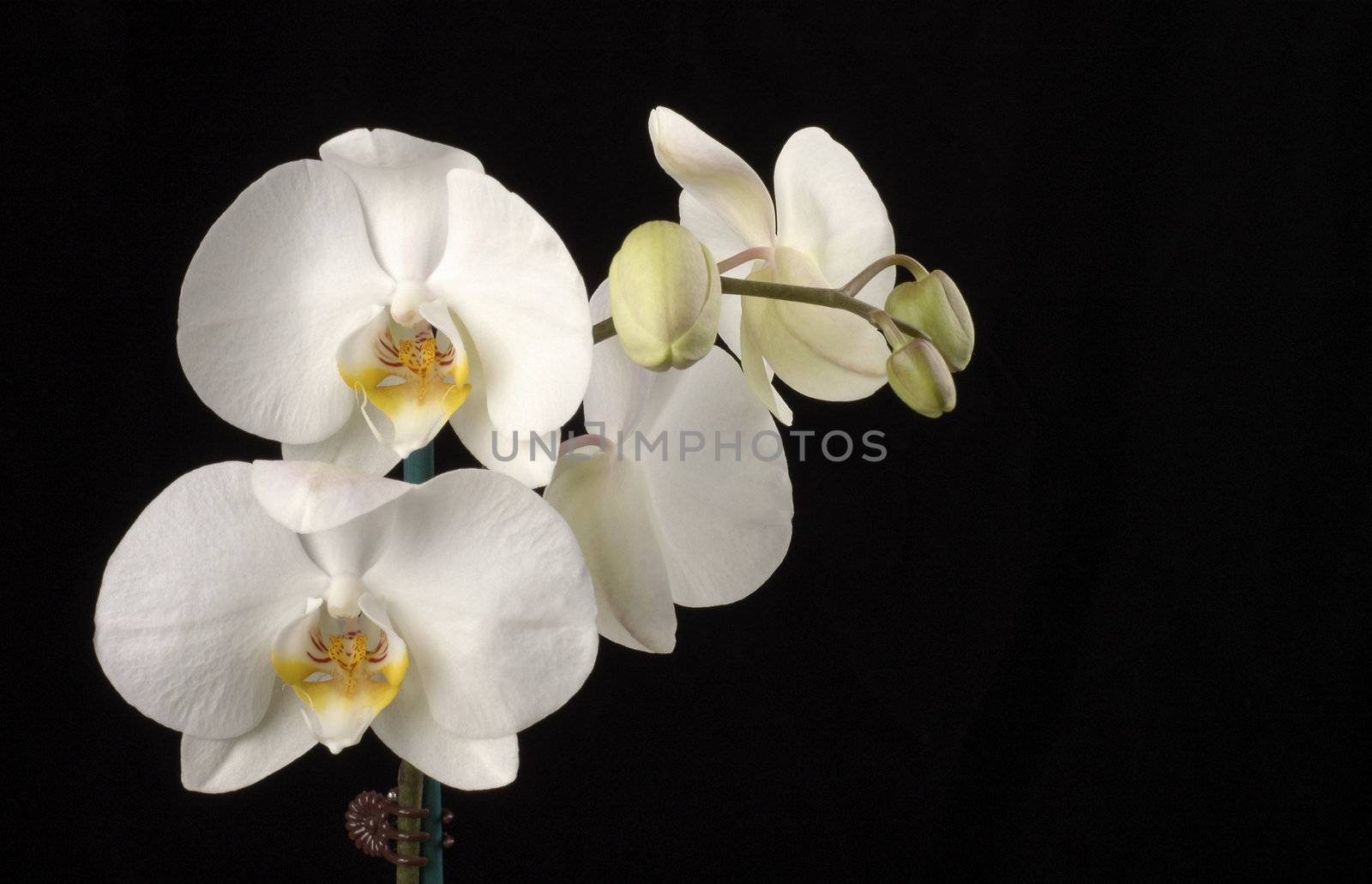 Beautiful white orchid on a black background.