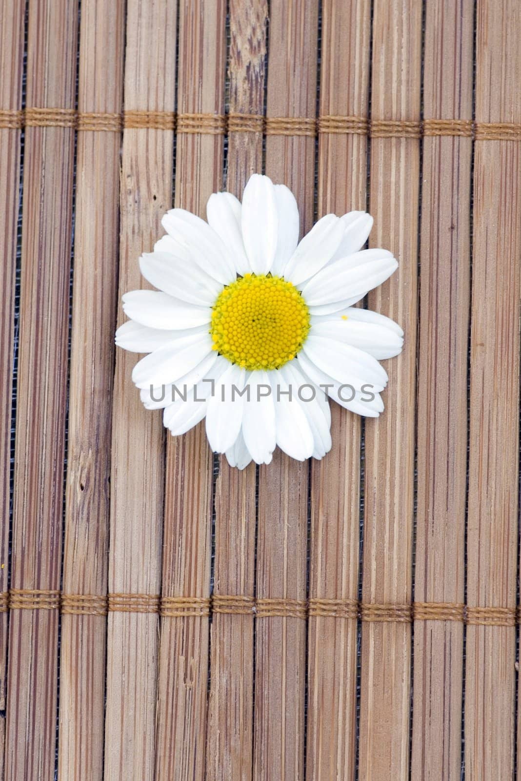 white chamomile with some petals. Spa background