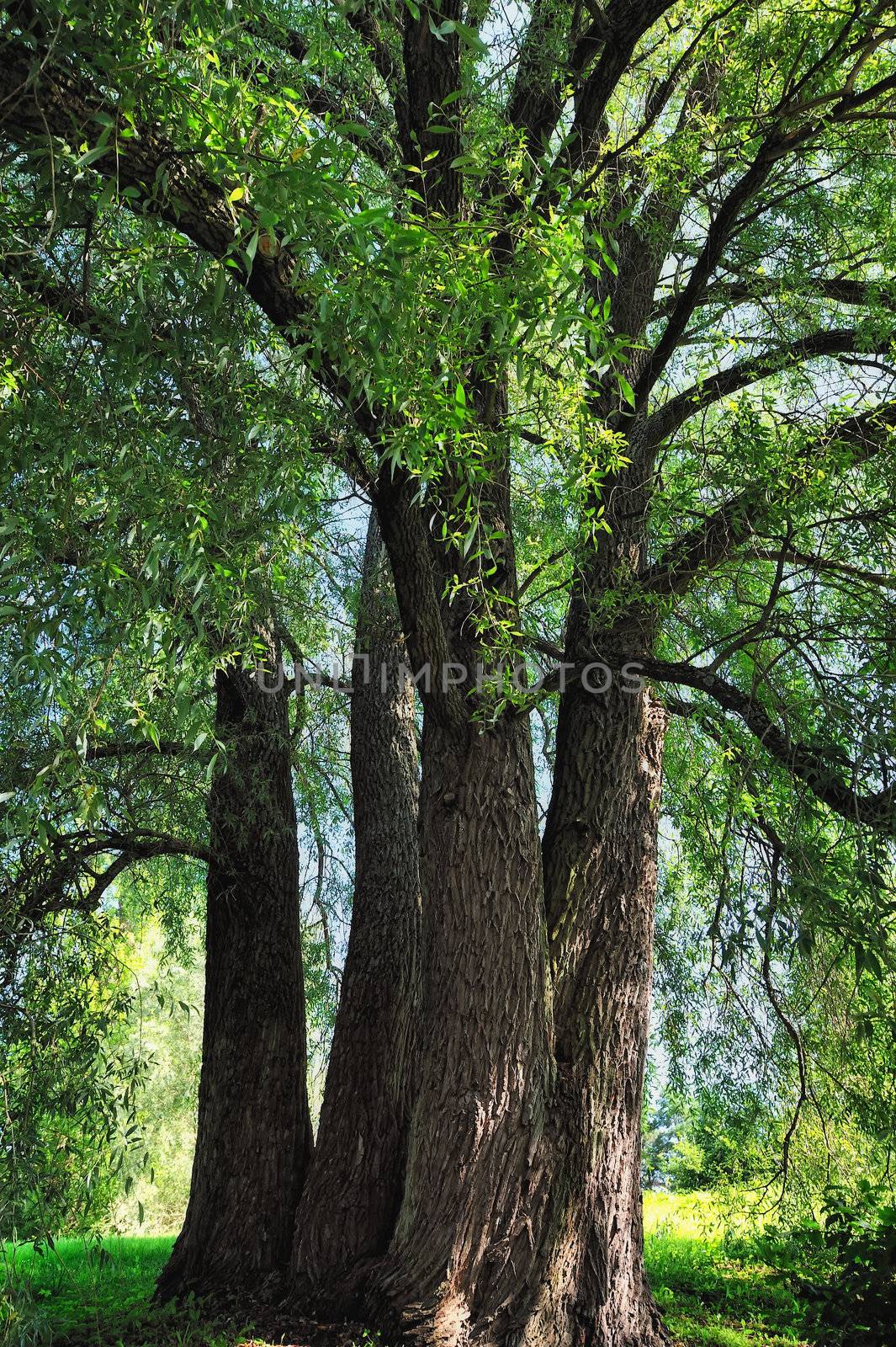 Powerful trunks of trees on the field in the forest