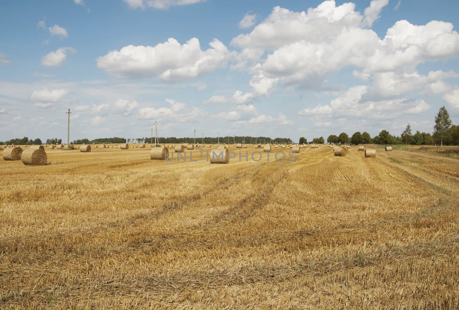 Hay bales standing ready to be collected. Lithuania 