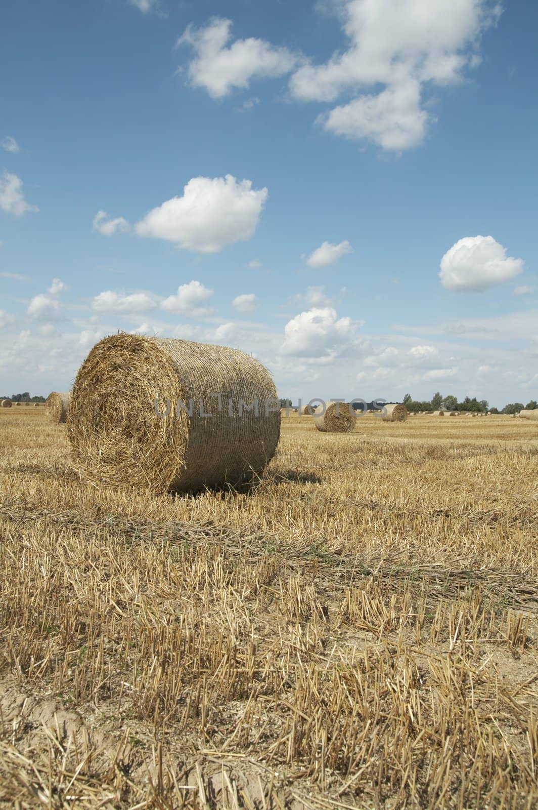 Haycocks on the wheat field in last august day