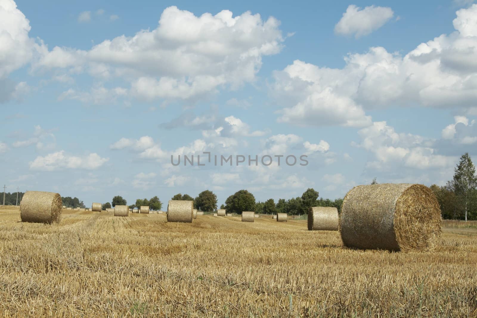 Haycocks on the wheat field in last august day