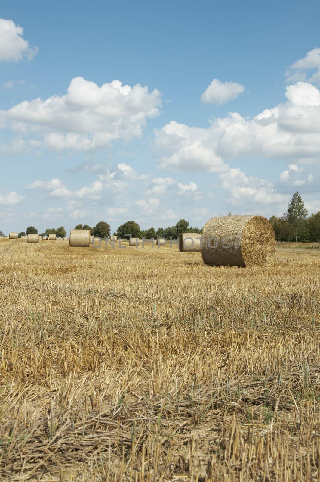 Haycocks on the wheat field in last august day