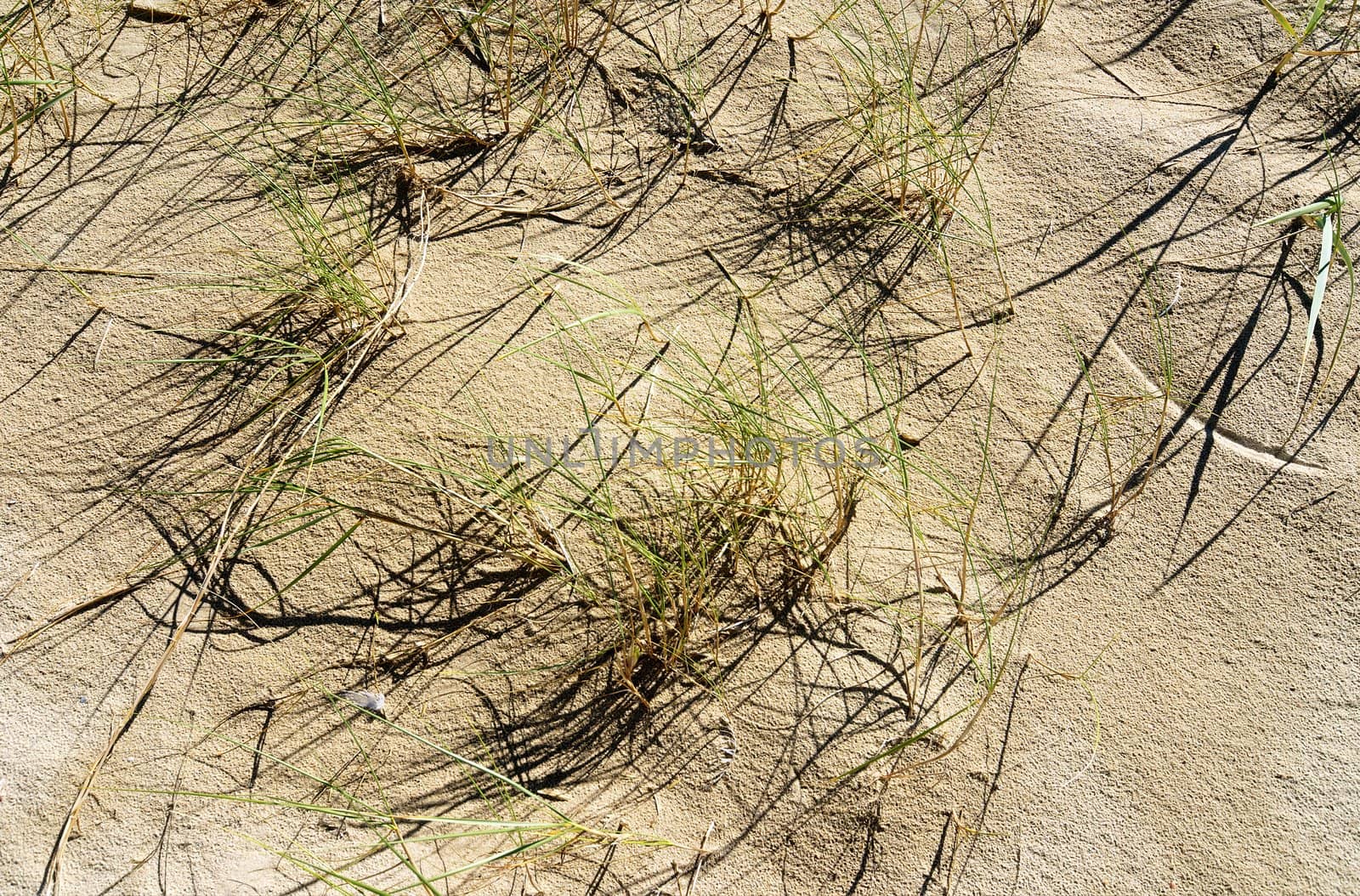 detail of dune with halms of grass and their shadows and some little white feathers