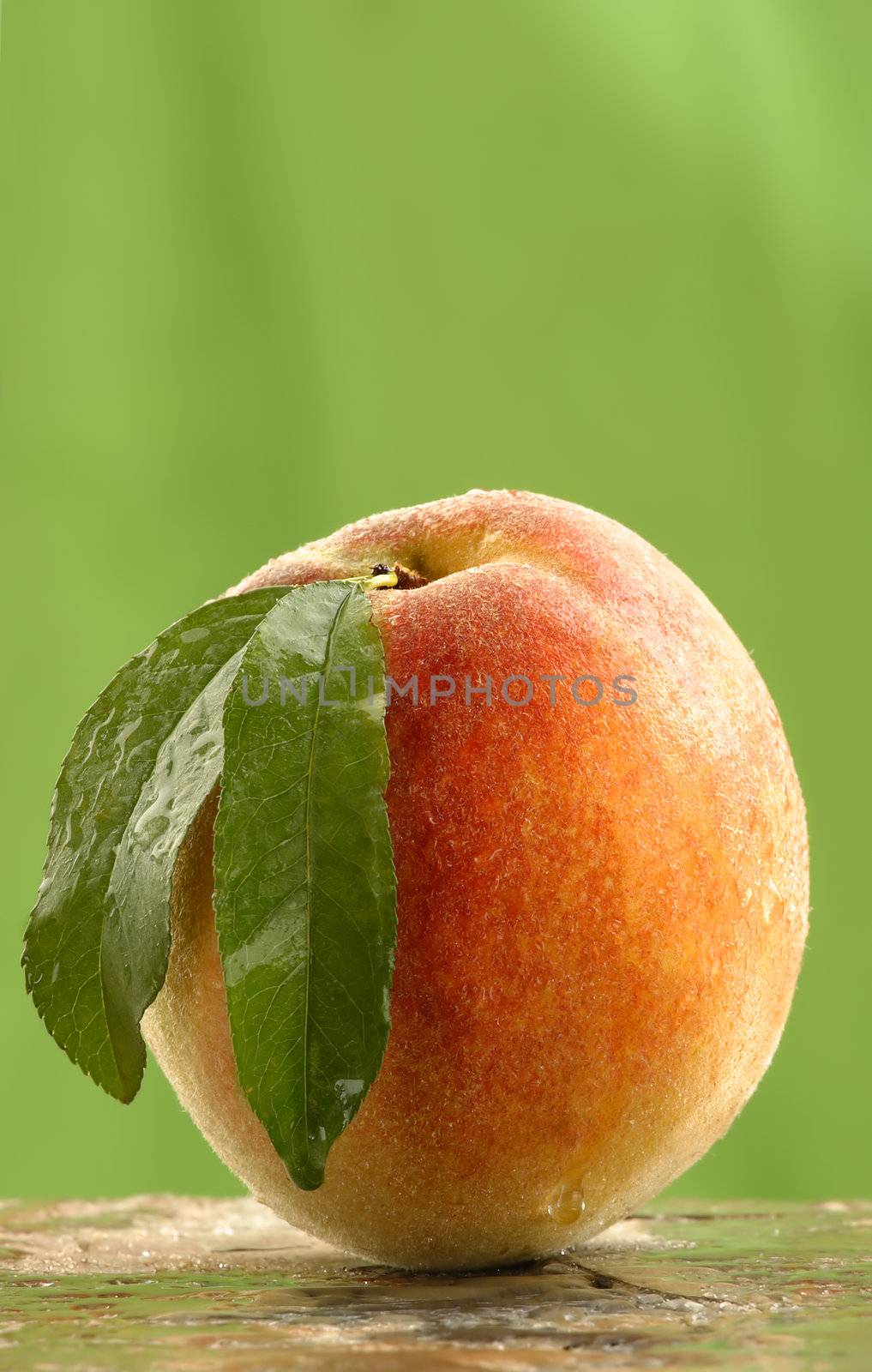 Fresh picked peach by carterphoto