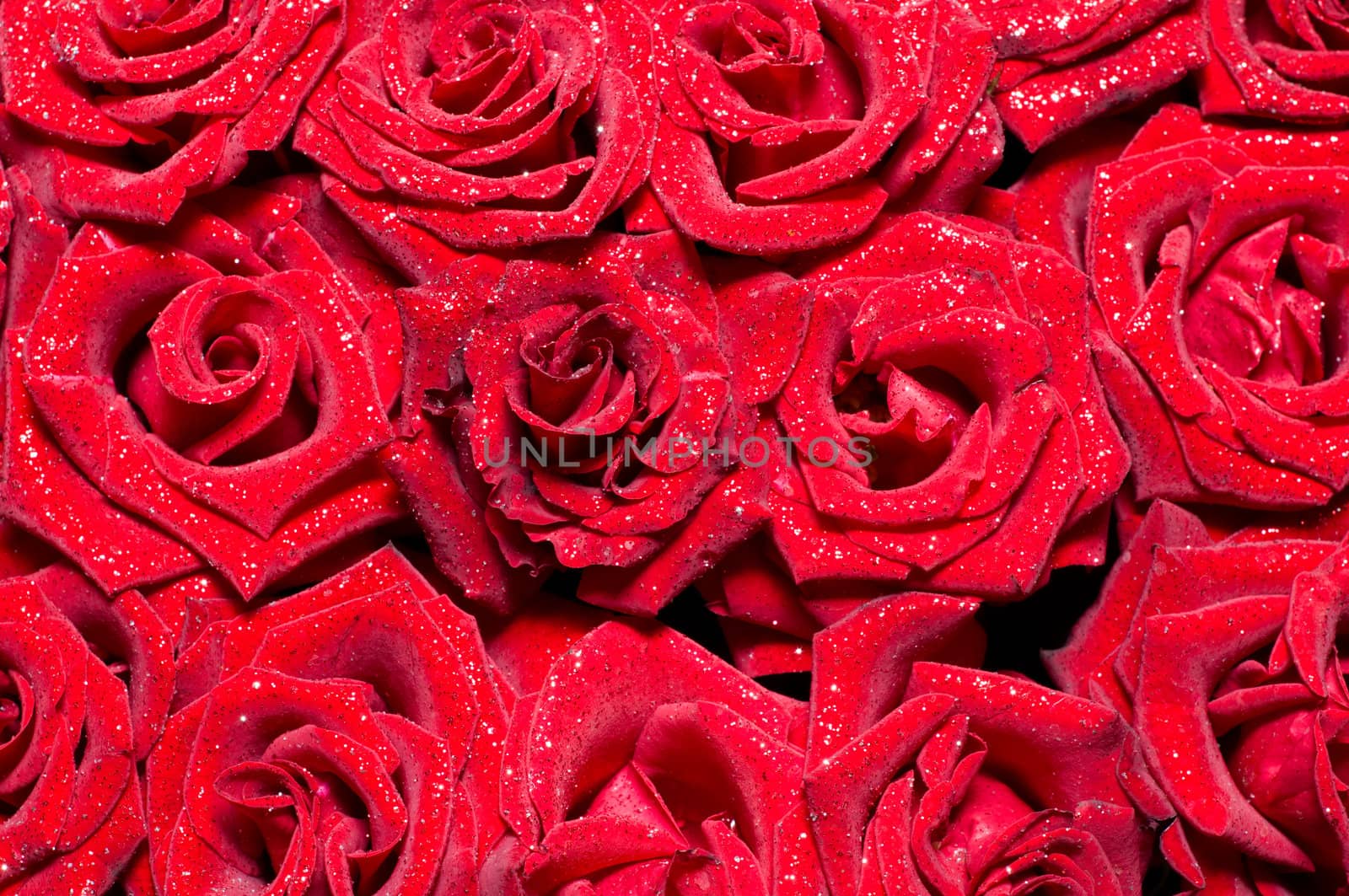 red roses background by starush