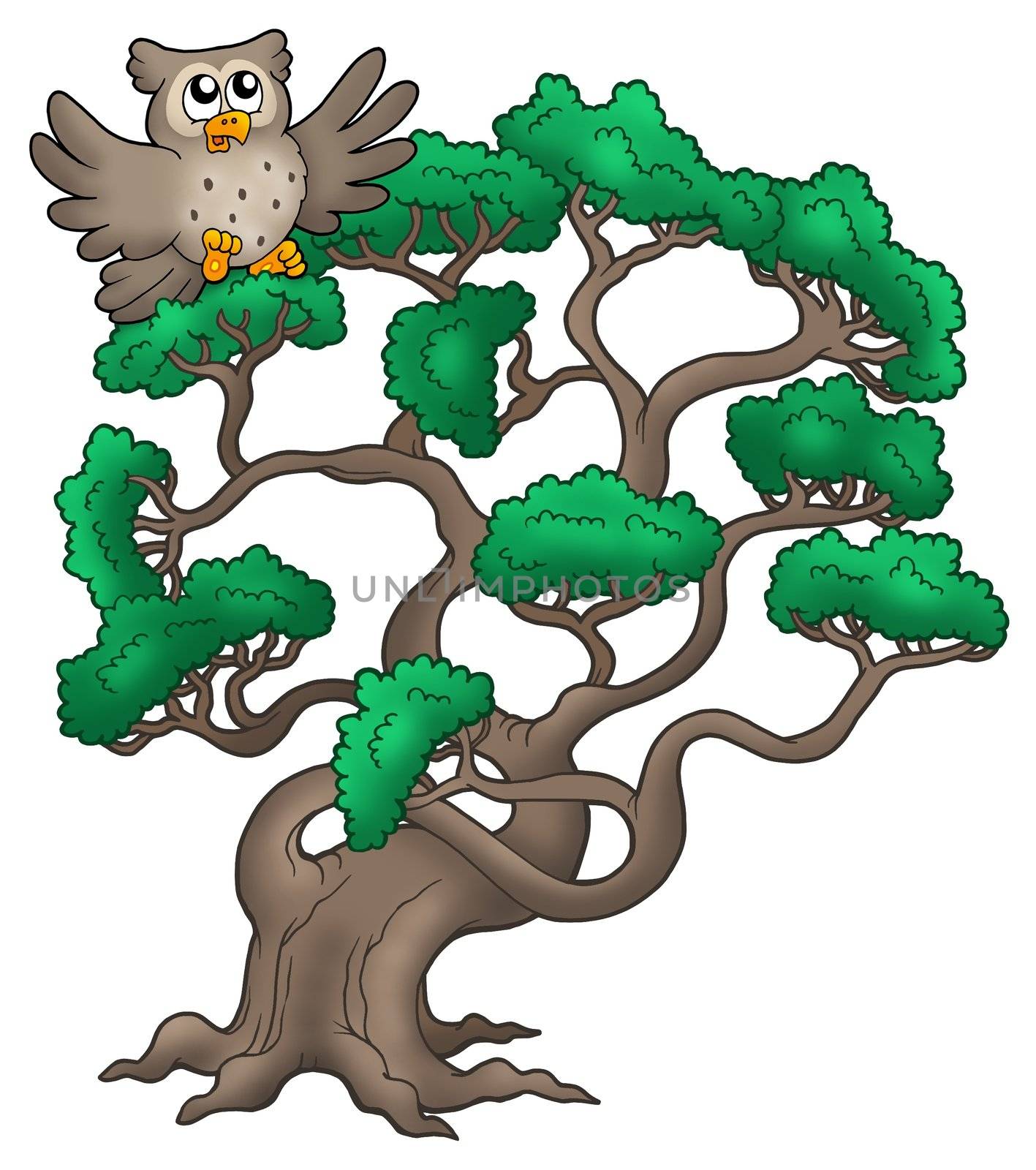 Big pine tree with cartoon owl - color illustration.