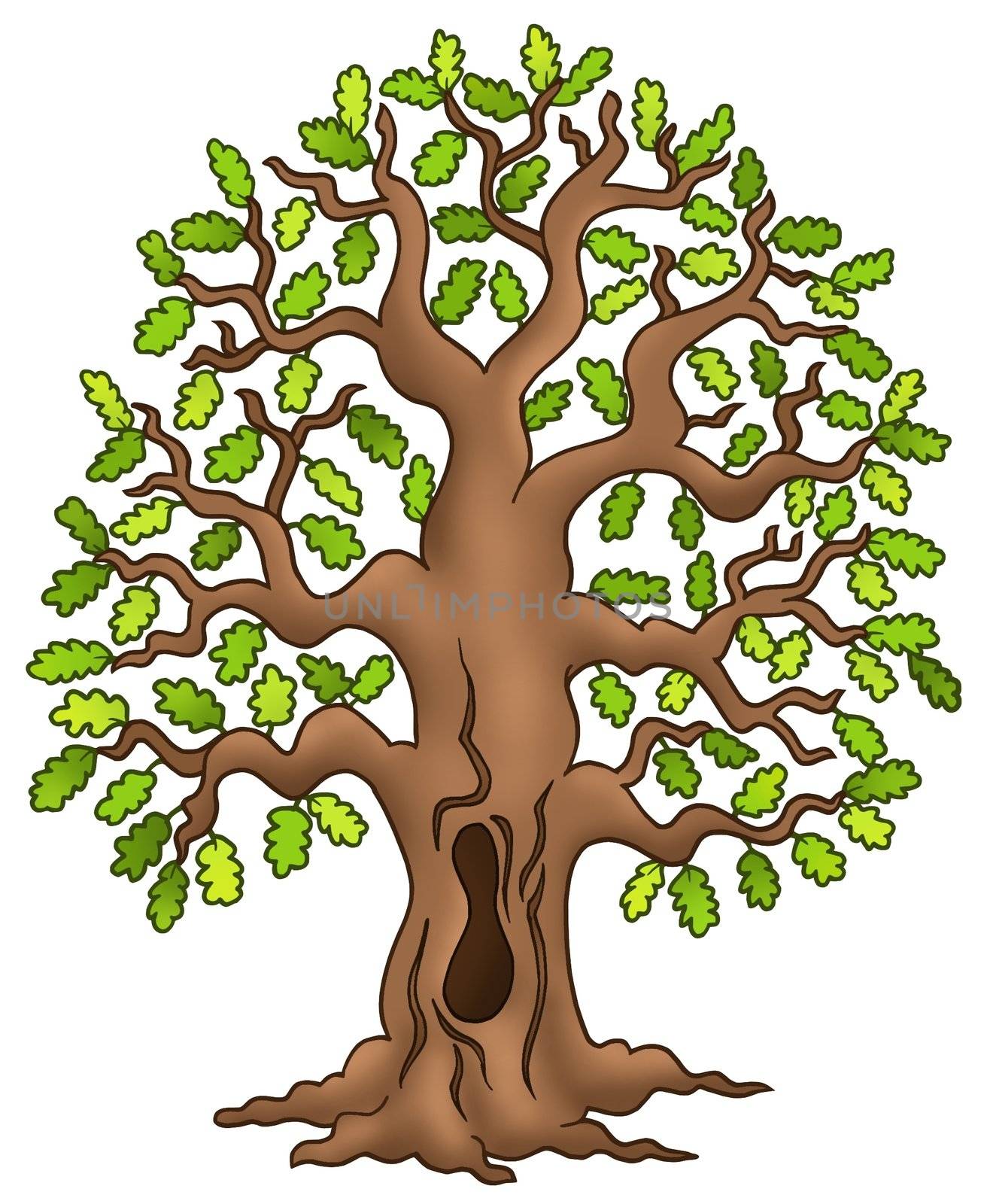 Oak tree on white background - color illustration.