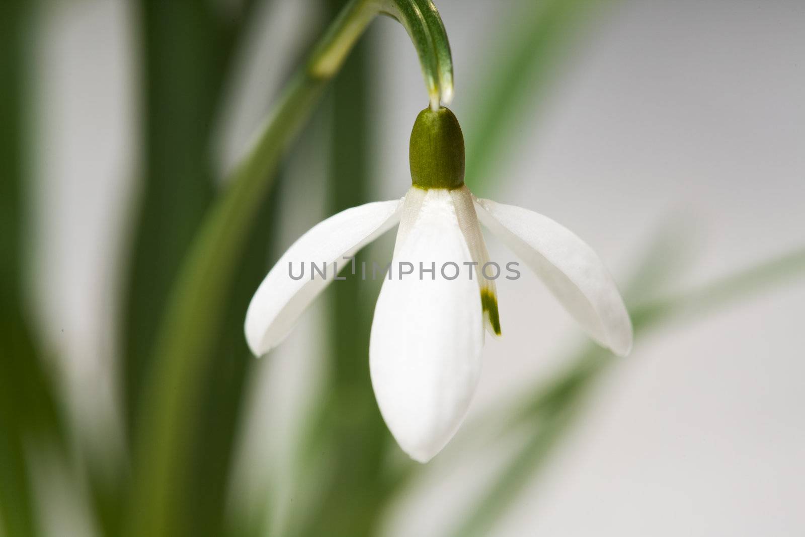 detail of a snowdrop flower in spring