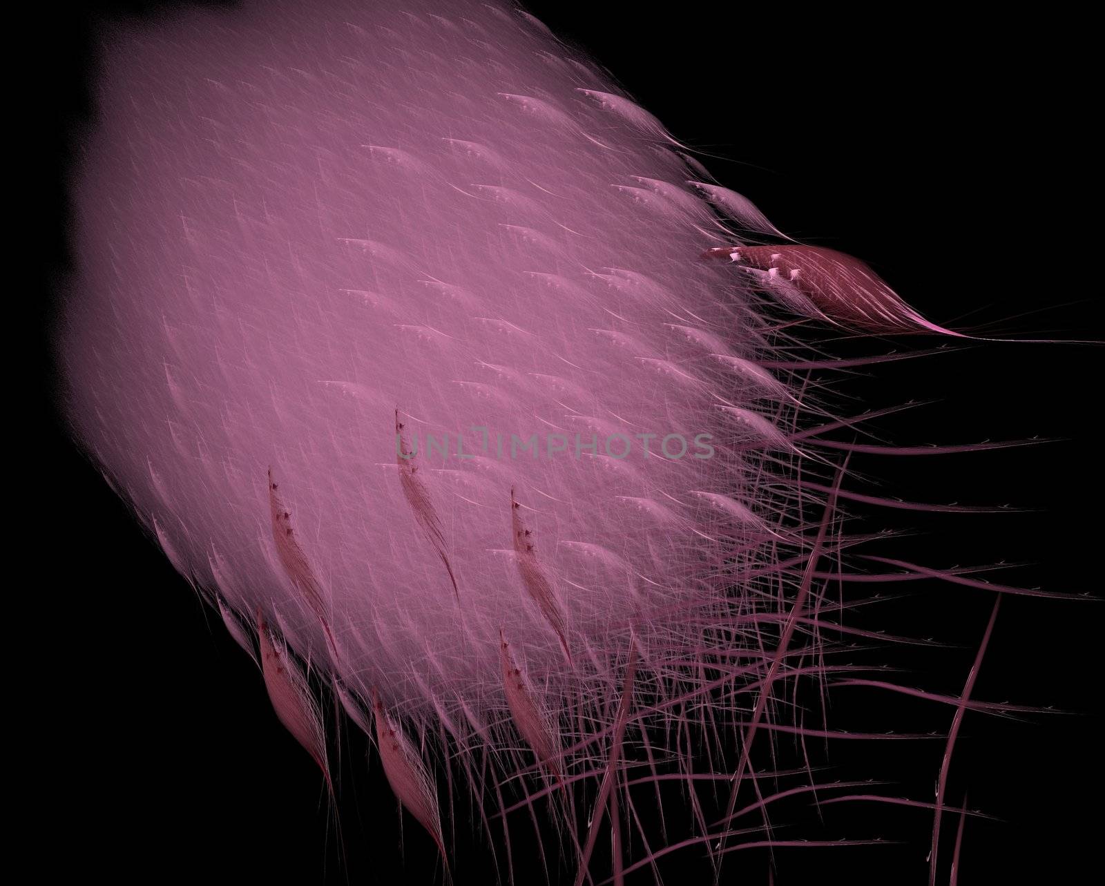 Pink feathers by tomatto