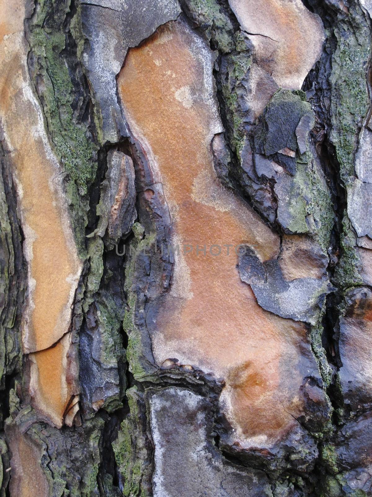 Detail at the Collserola Park at Barcelona in Catalonia Spain