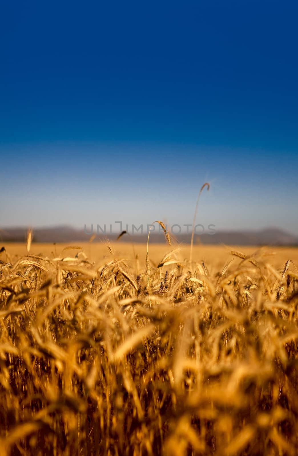 Beautiful landscape image of a wheat field