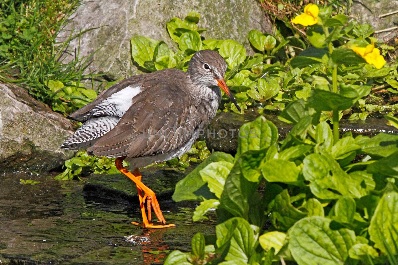 An adult Redshank in a stream in Norfolk, England.