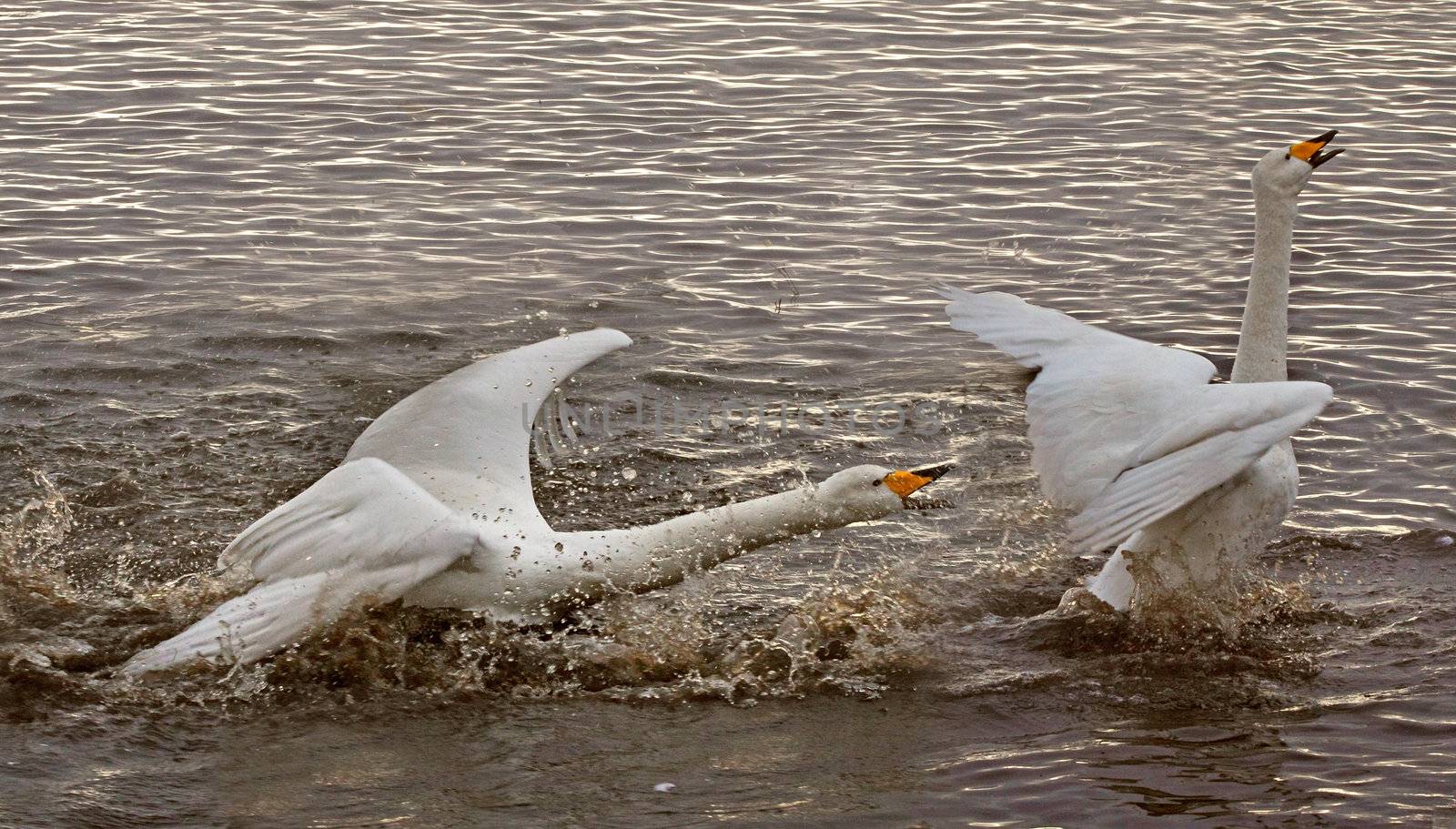 A male Whooper Swan chasing another away.