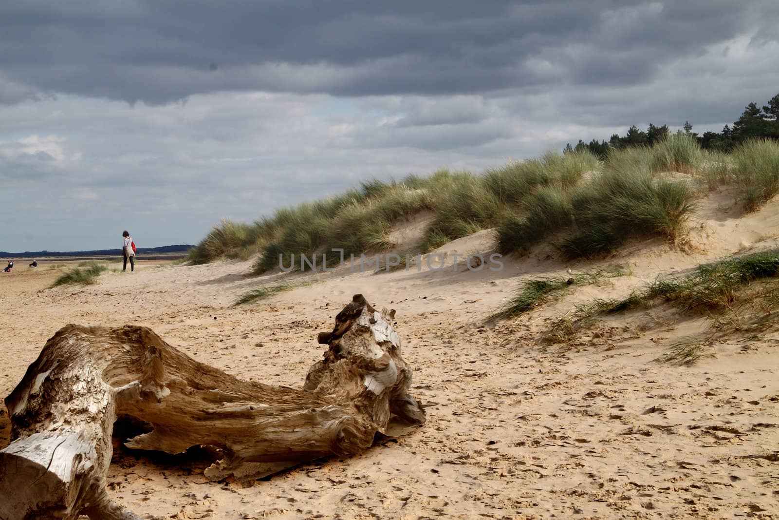 A piece of driftwood on the beach at Norfolk, England.
