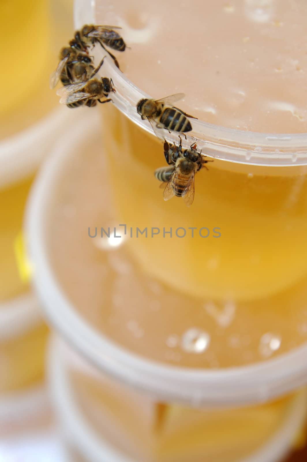 Group of bees eating honey on the pot