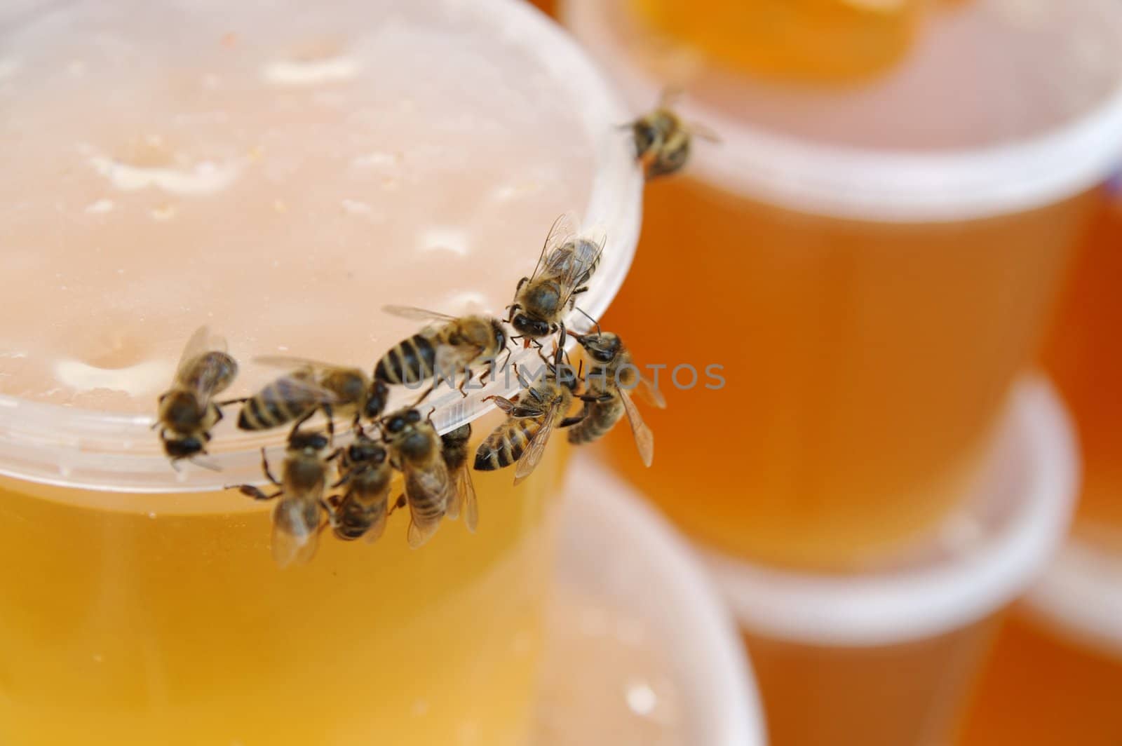 Group of bees eating honey on the pot