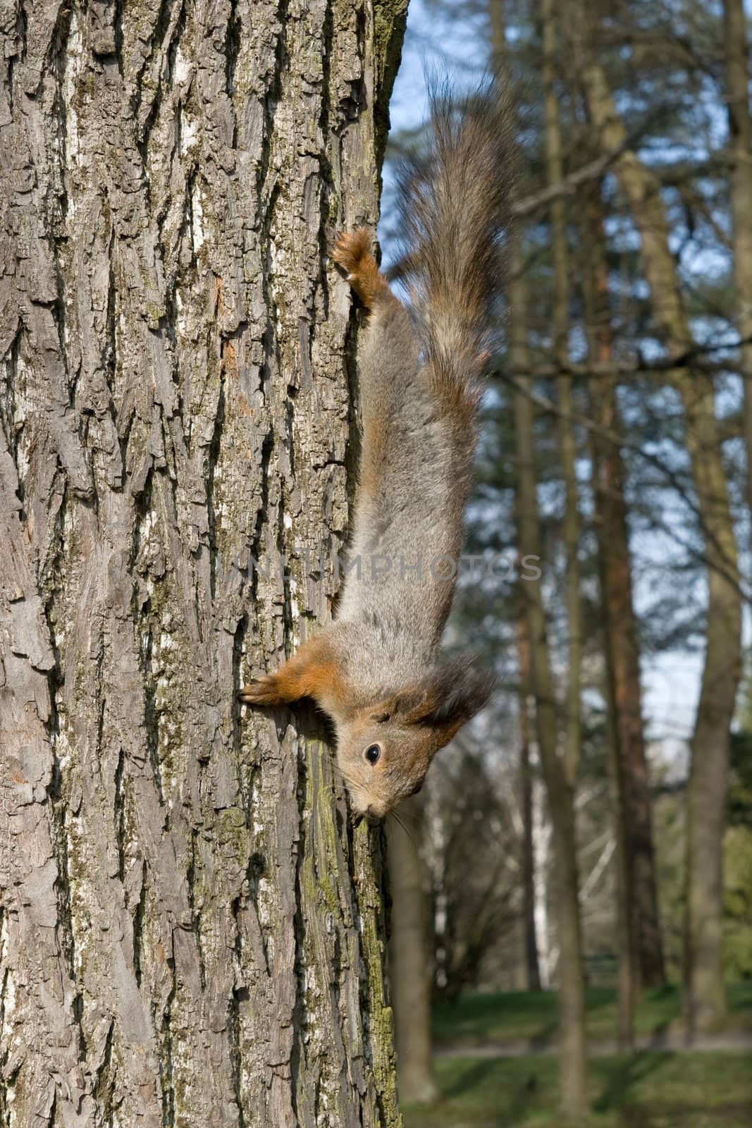 Squirrel going down by a tree in park