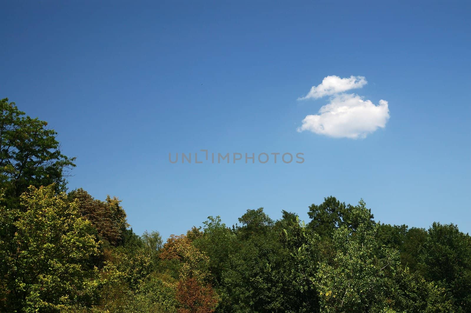 Beautiful fluffy cloud on blue sky