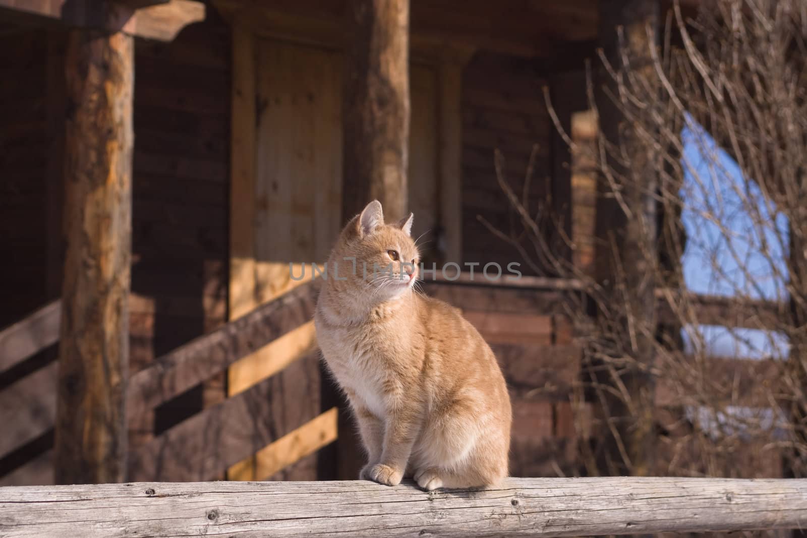 Sitting red tabby cat by foaloce