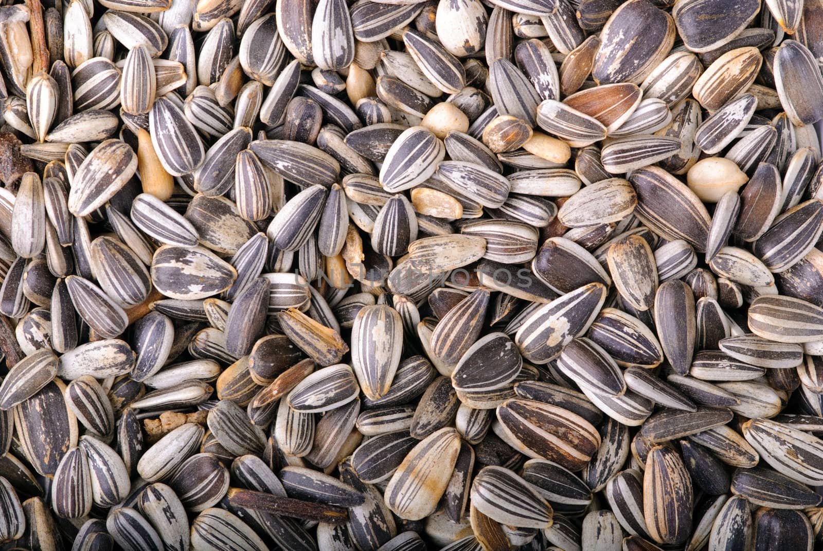 Sunflower seeds close-up as background