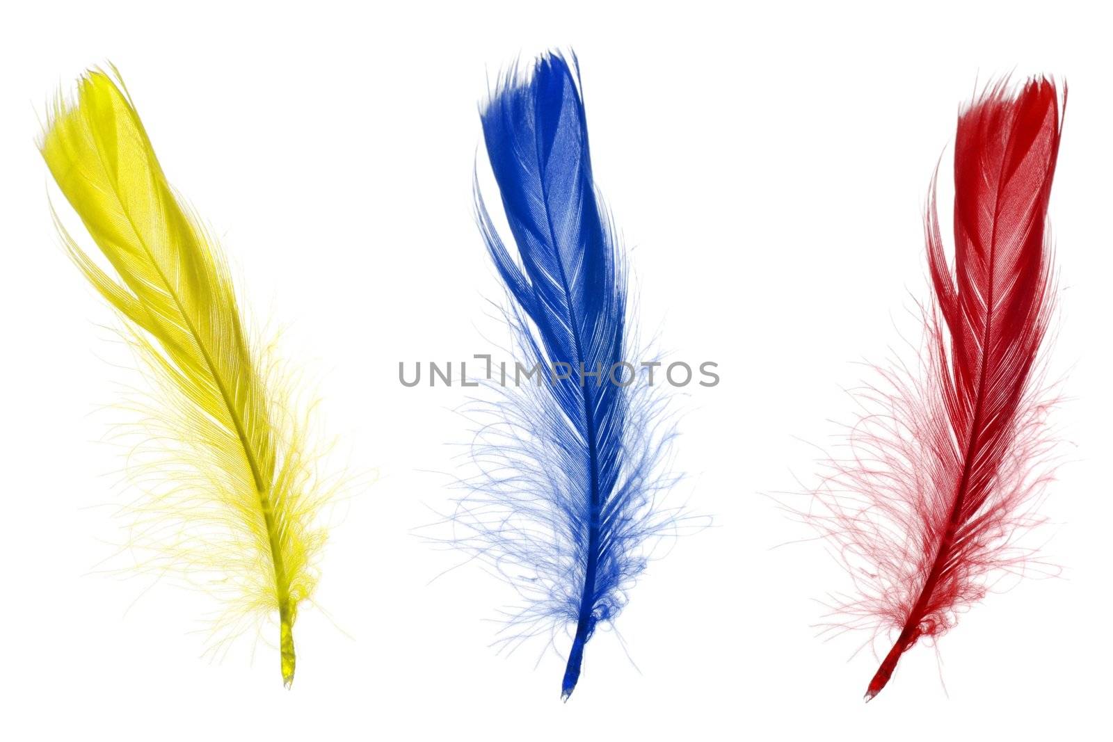 Red blue and yellow feathers isolated on white background