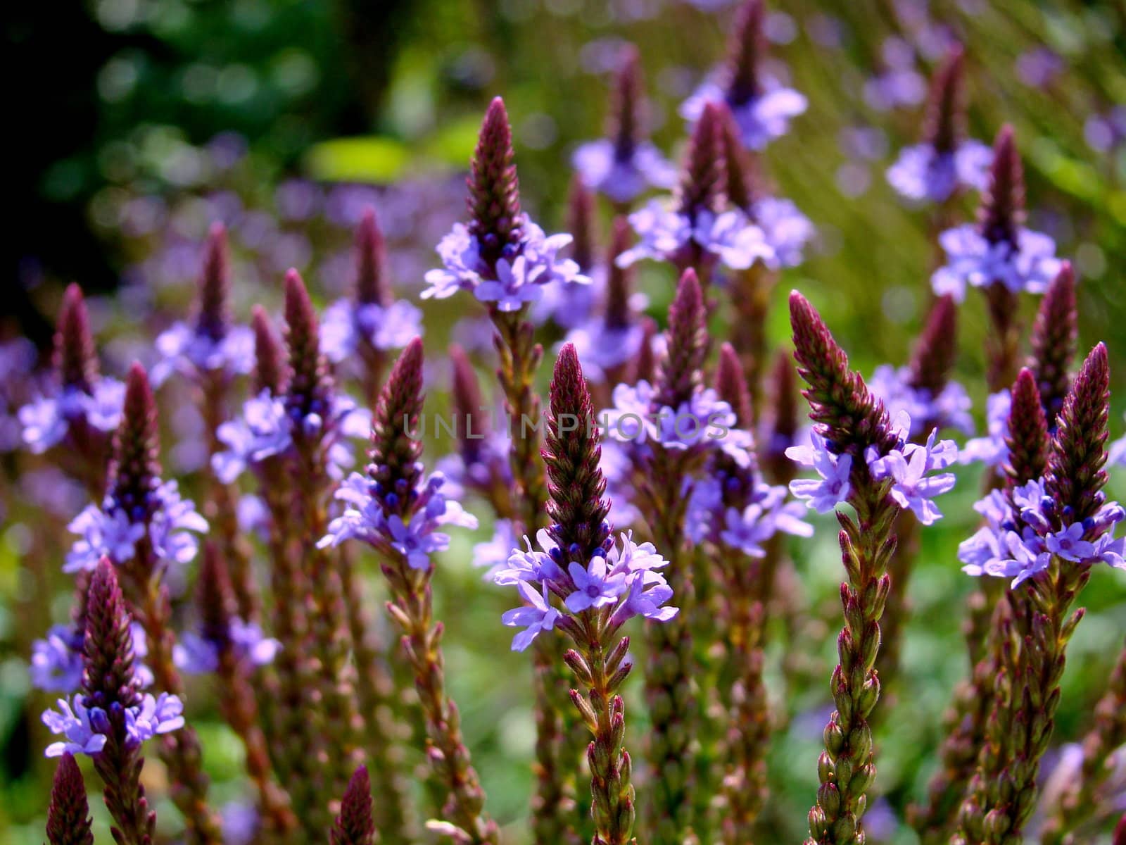 purple flowers by elvira334