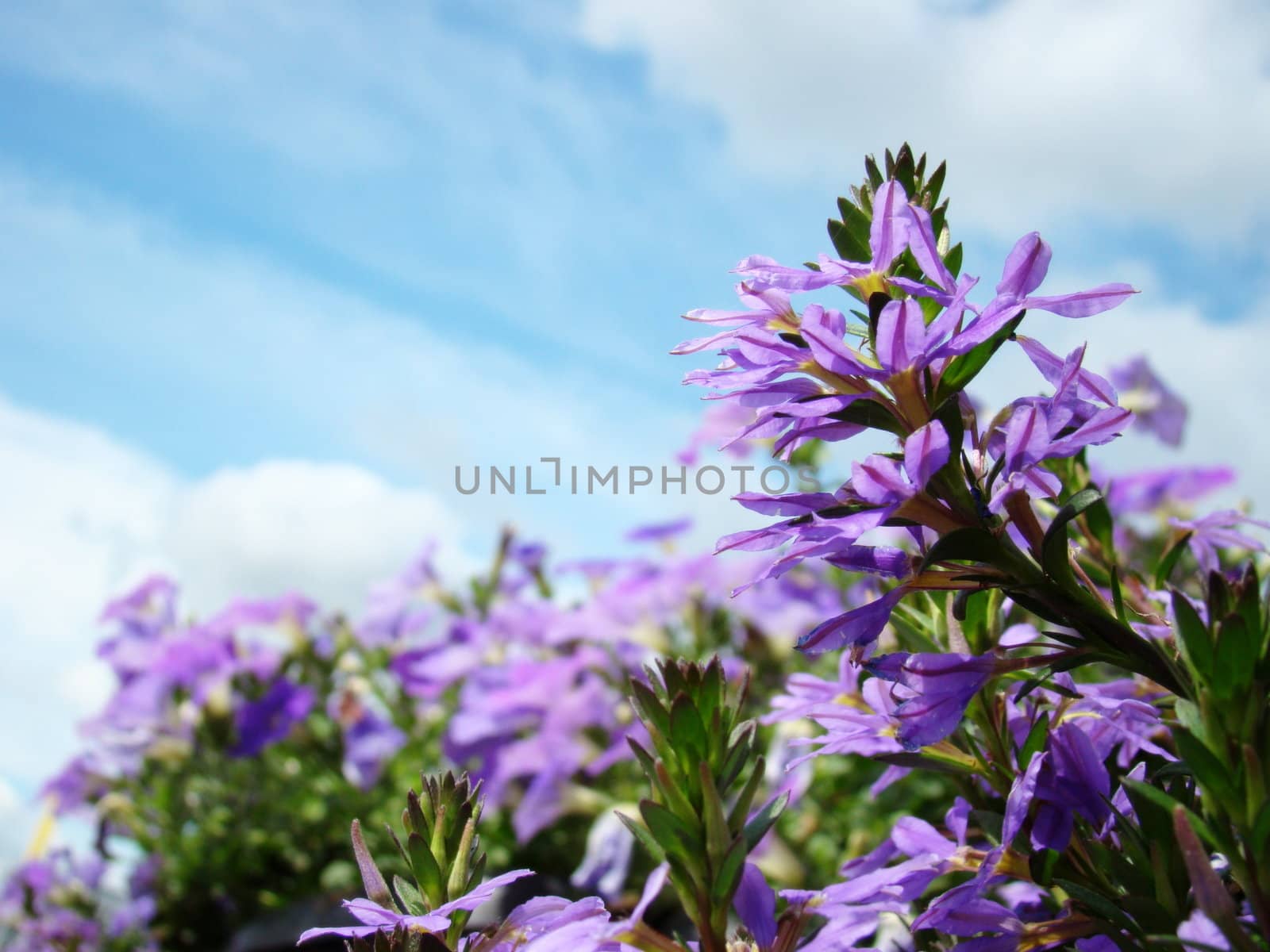 purple flowers against blue sky